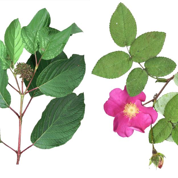 Deciduous Shrubs of Quebec and Eastern Canada