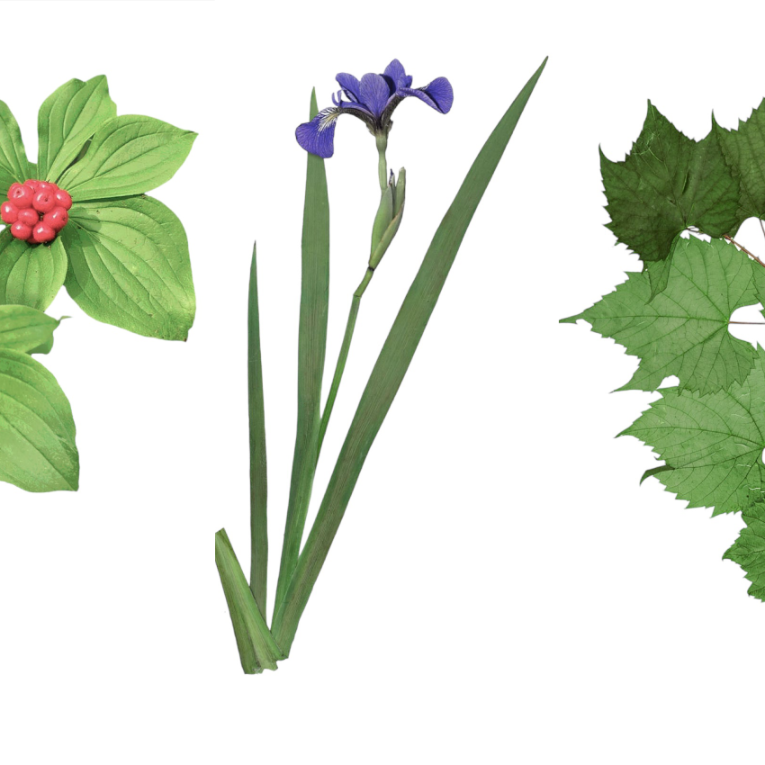 Native Perennials of Quebec and Eastern Canada