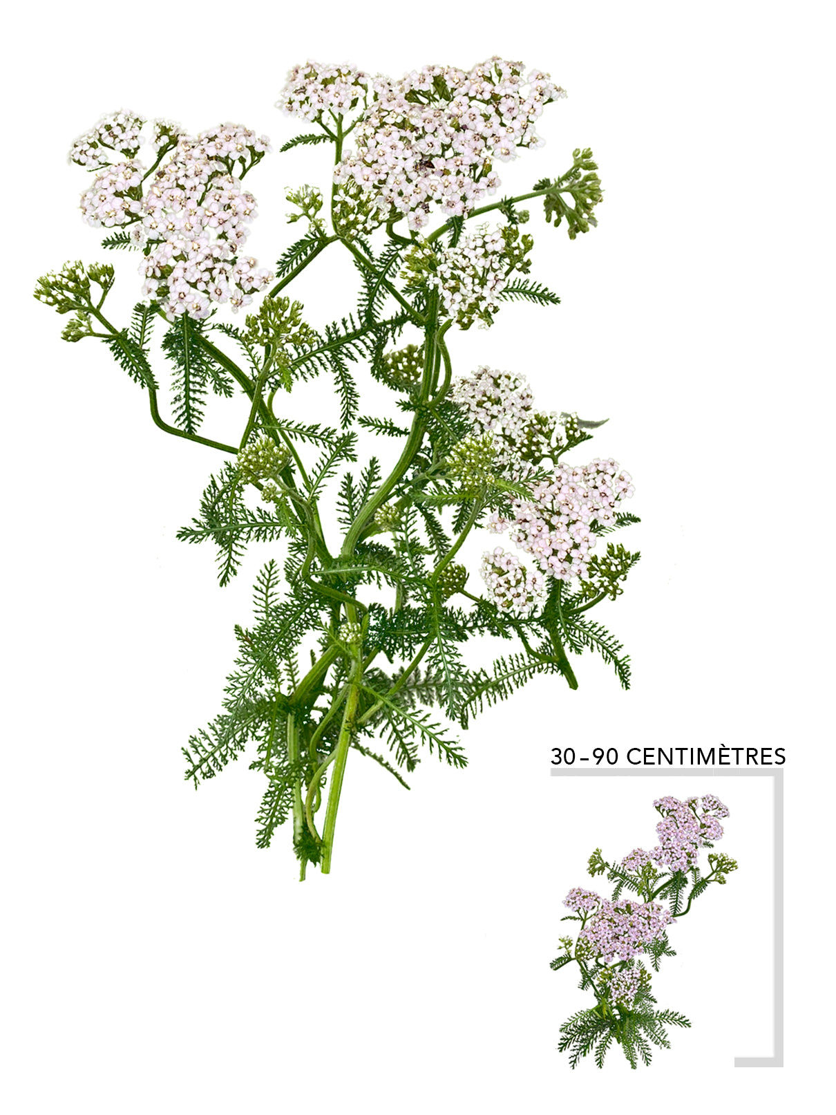Achillee millefeuille (Achillea millefolium)