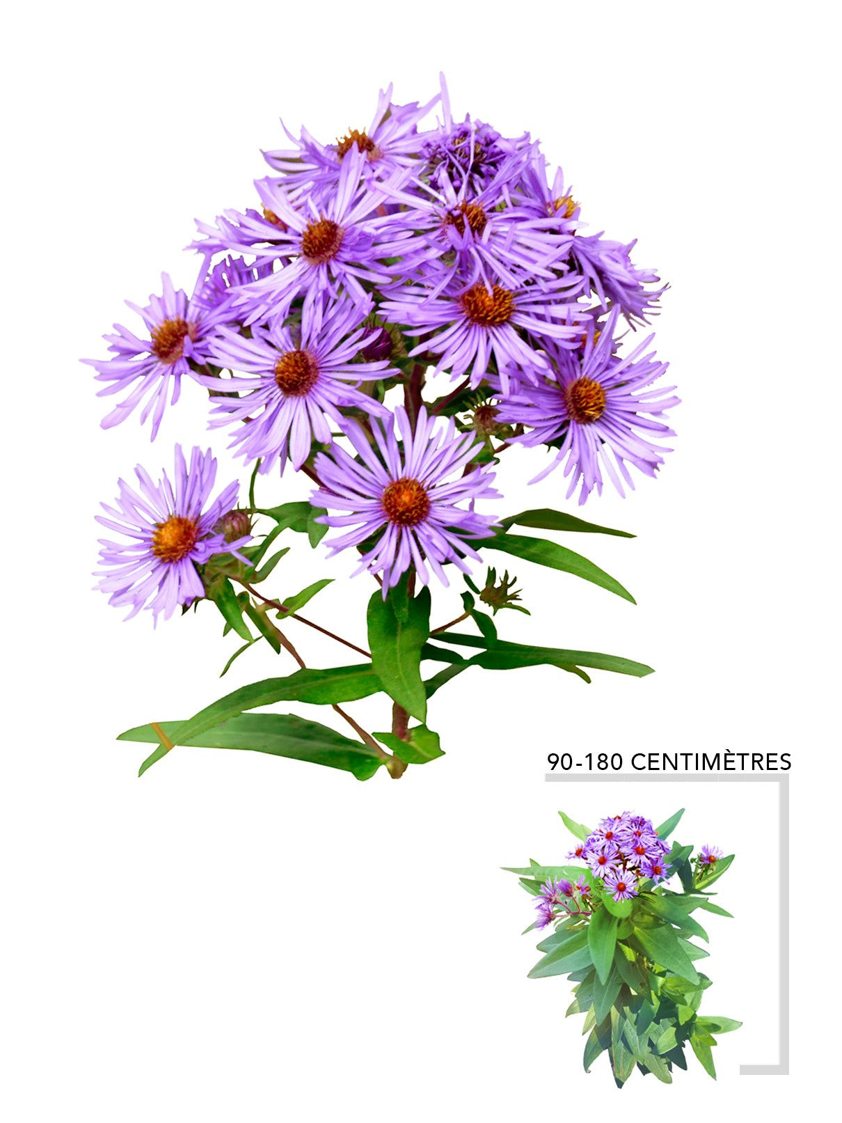 Aster de la Nouvelle Angleterre (Symphyotrichum_novae-angliae)