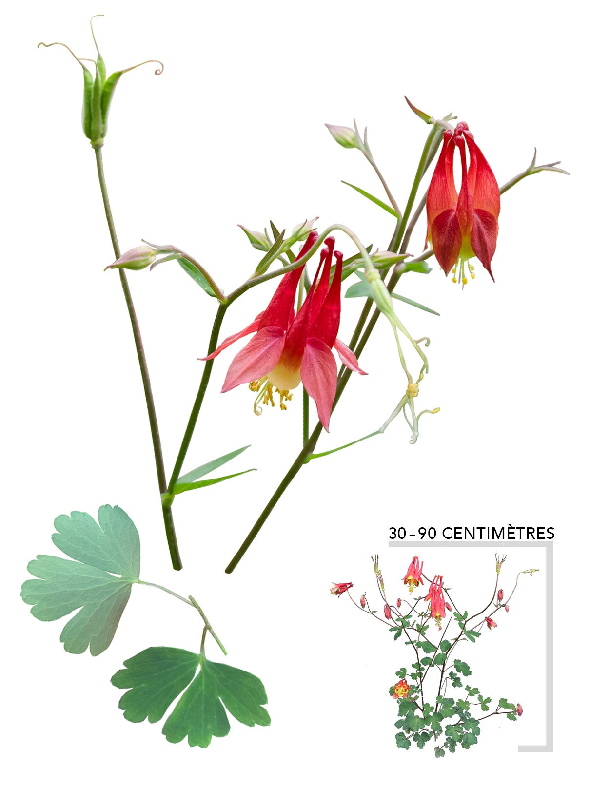 Illustration Plant de vivace Ancolie du Canada