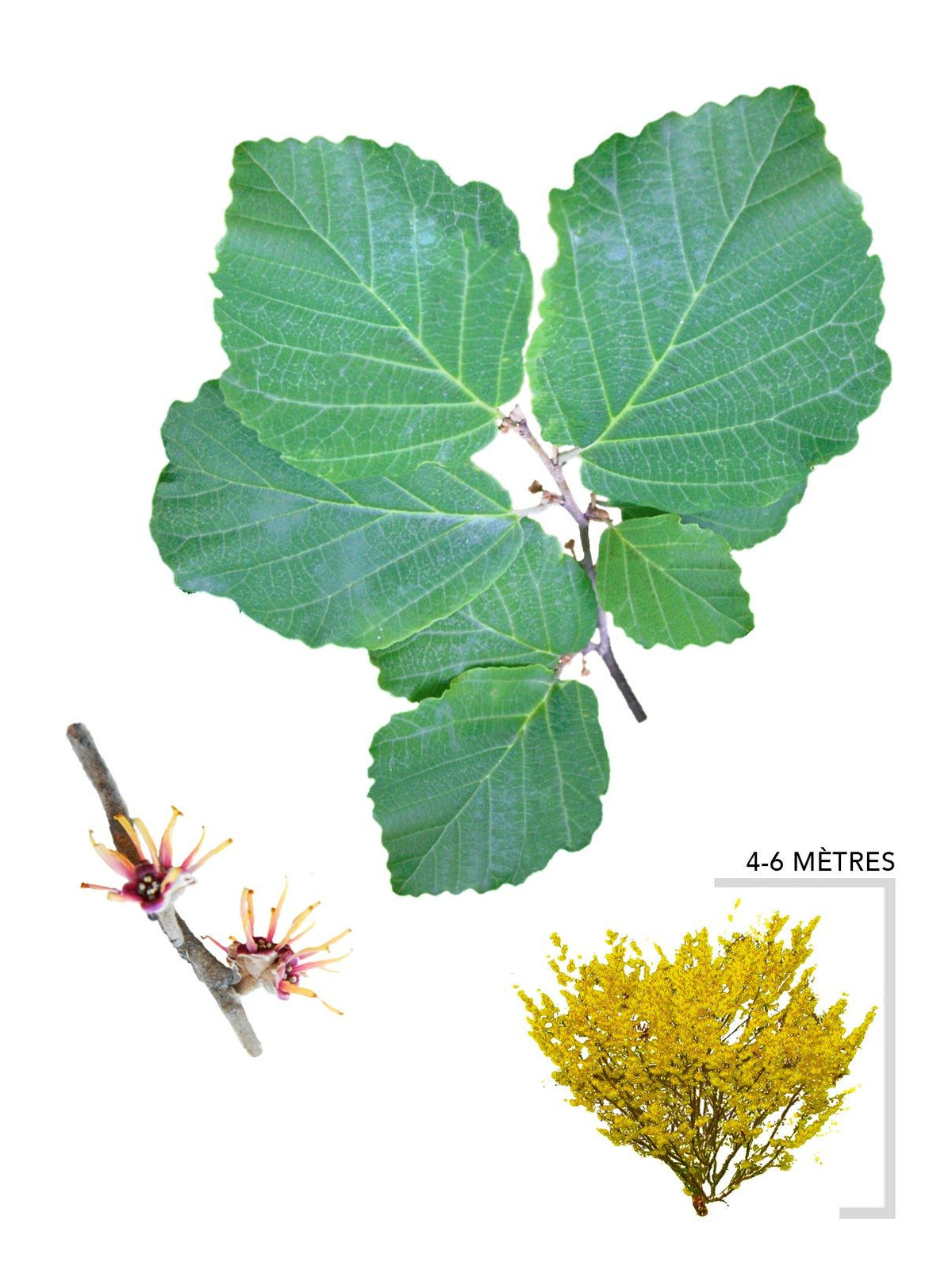 Illustration Arbre Hamamelis de Virginie