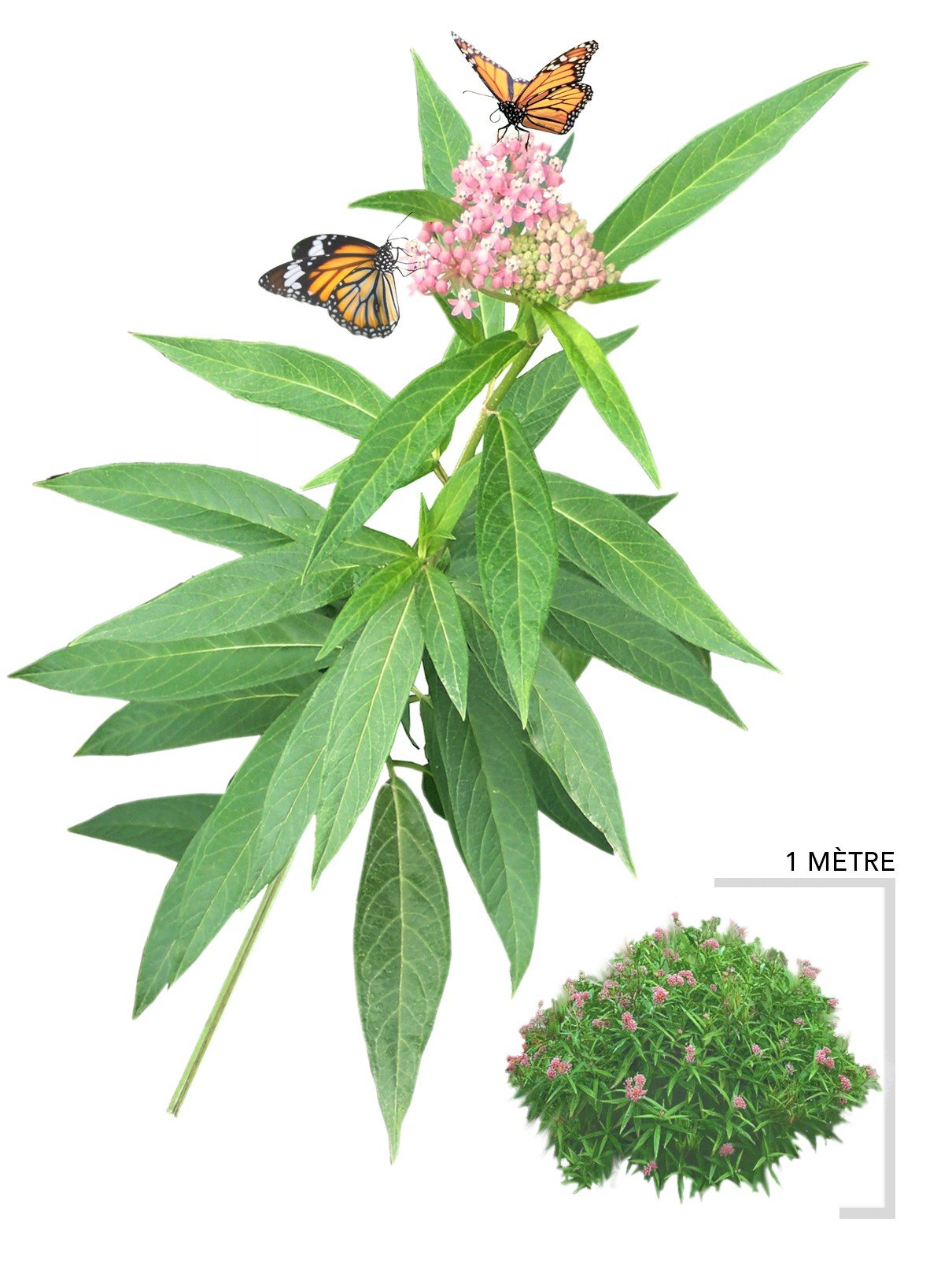 Illustration plant vivace Asclépiade incarnate