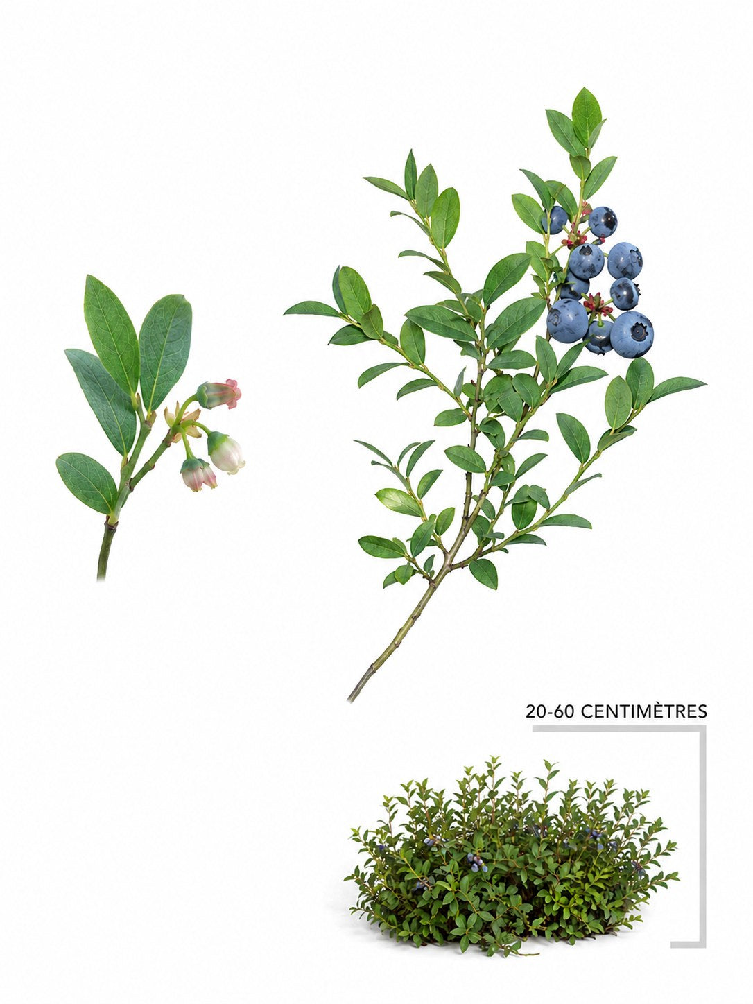 Bleuet fausse=myrtille (Vaccinium myrtilloides)