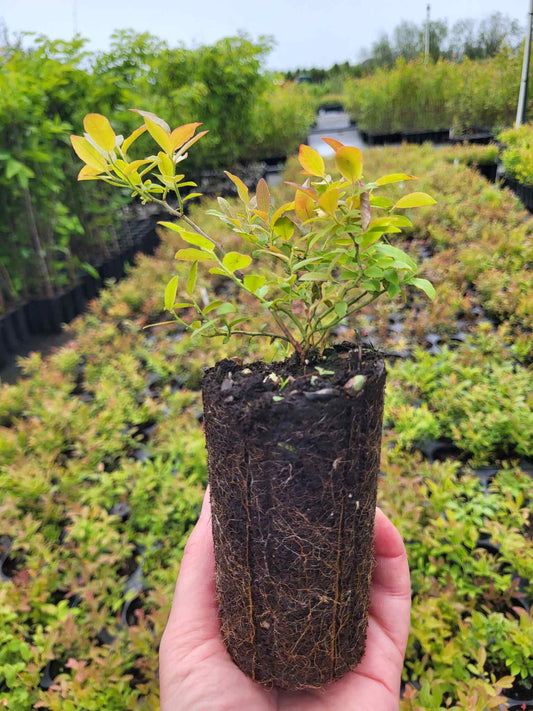 Production de Bleuet fausse-myrtille (Vaccinium myrtilloides)
