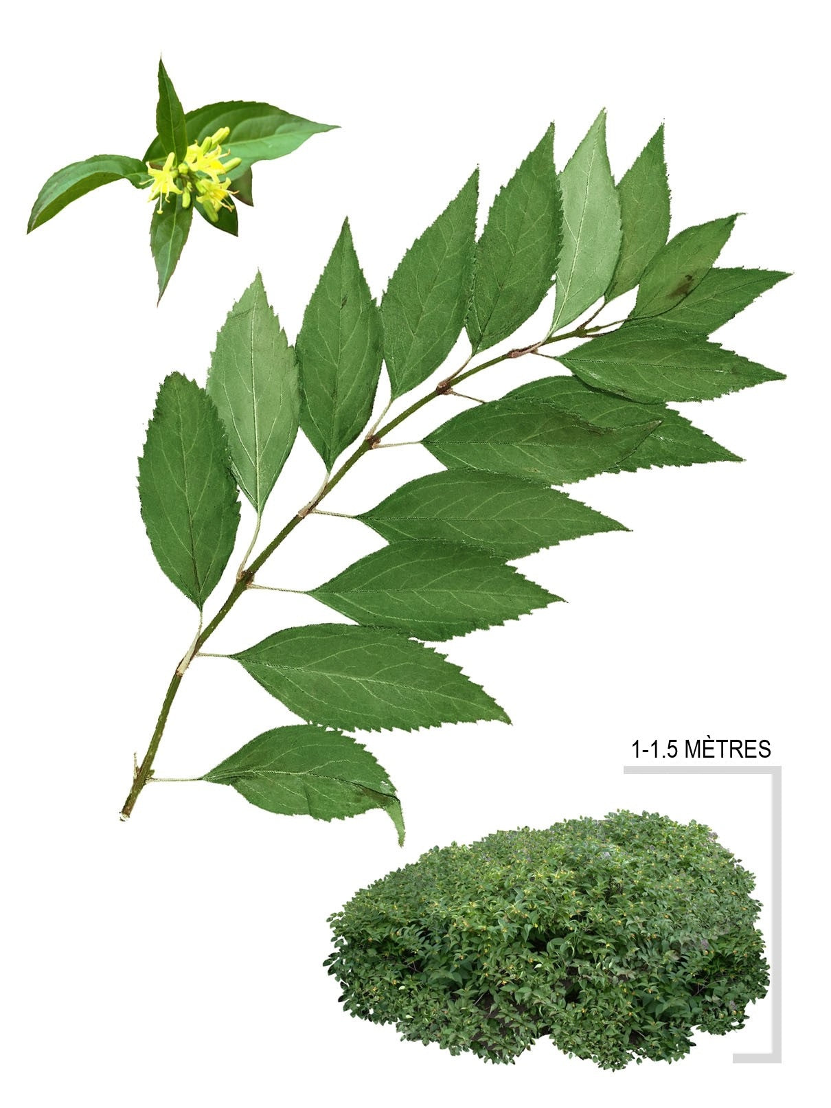 Bush Honeysuckle
