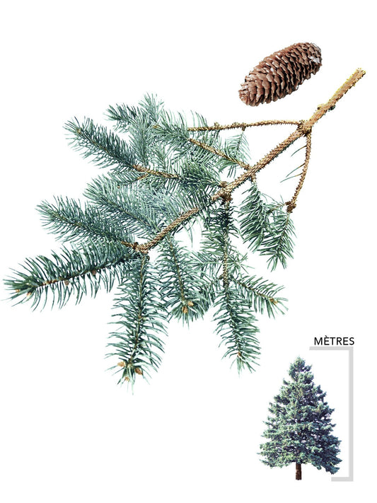 Illustration Épinette bleue du Colorado