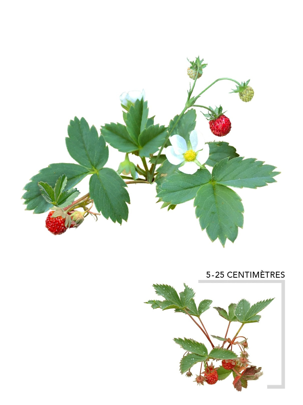 Illustration plant vivace Fraisier de Virginie
