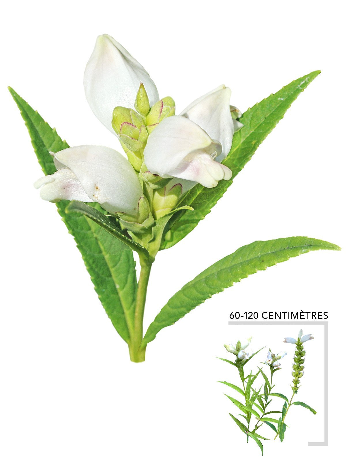 Illustration plant vivace Galane glabre