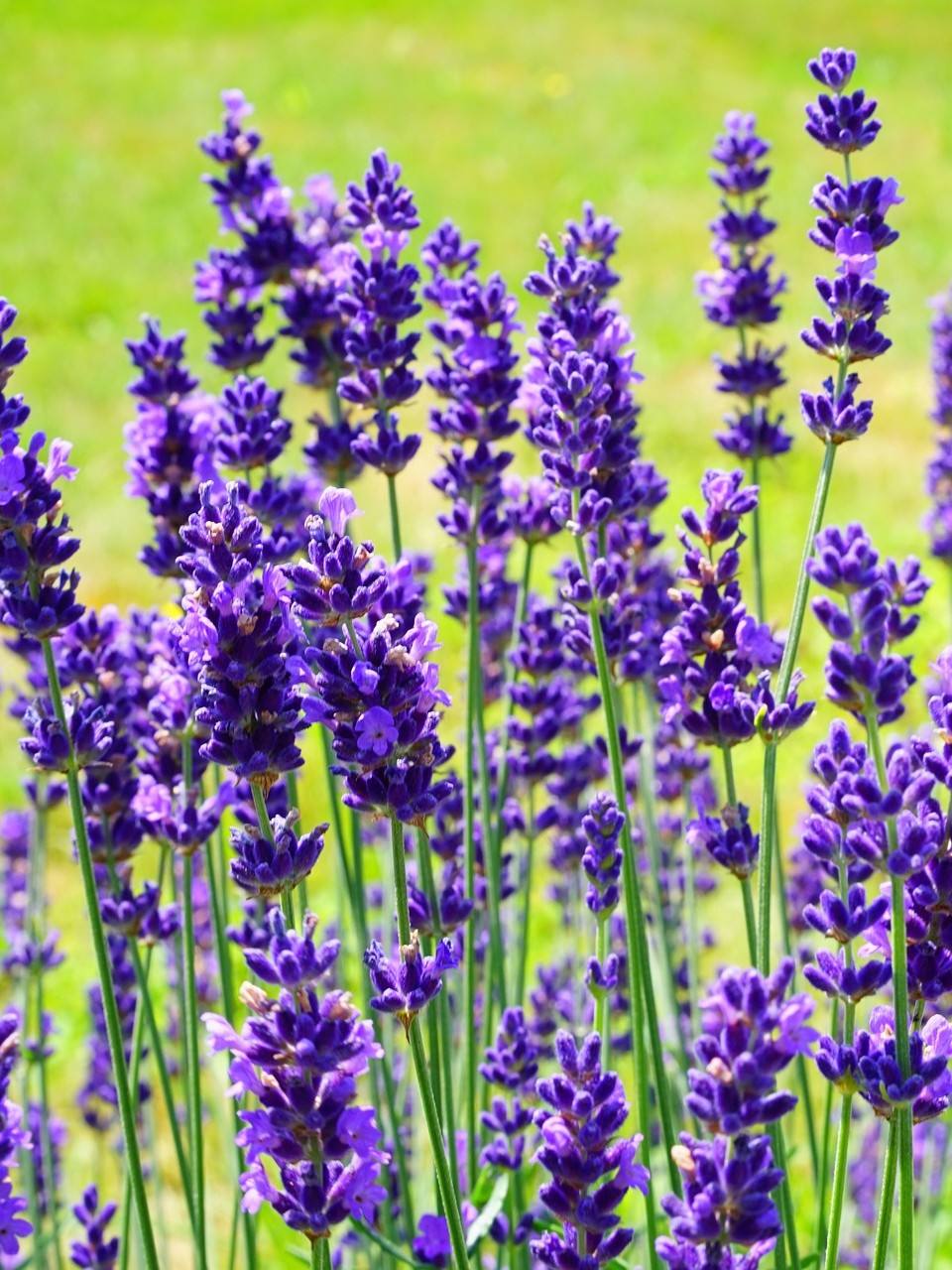 Fleurs de Lavande officinale (Lavandula angustifolia)