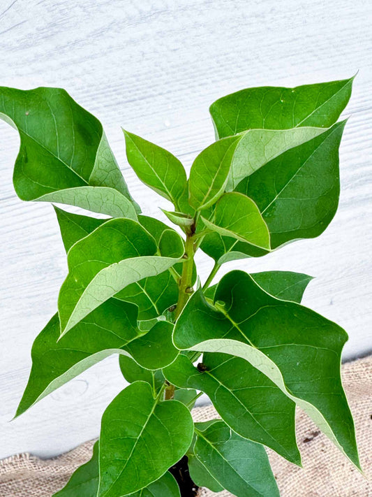 Feuilles Lilas commun