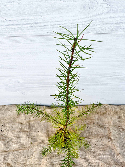 Aiguilles Meleze Laricin