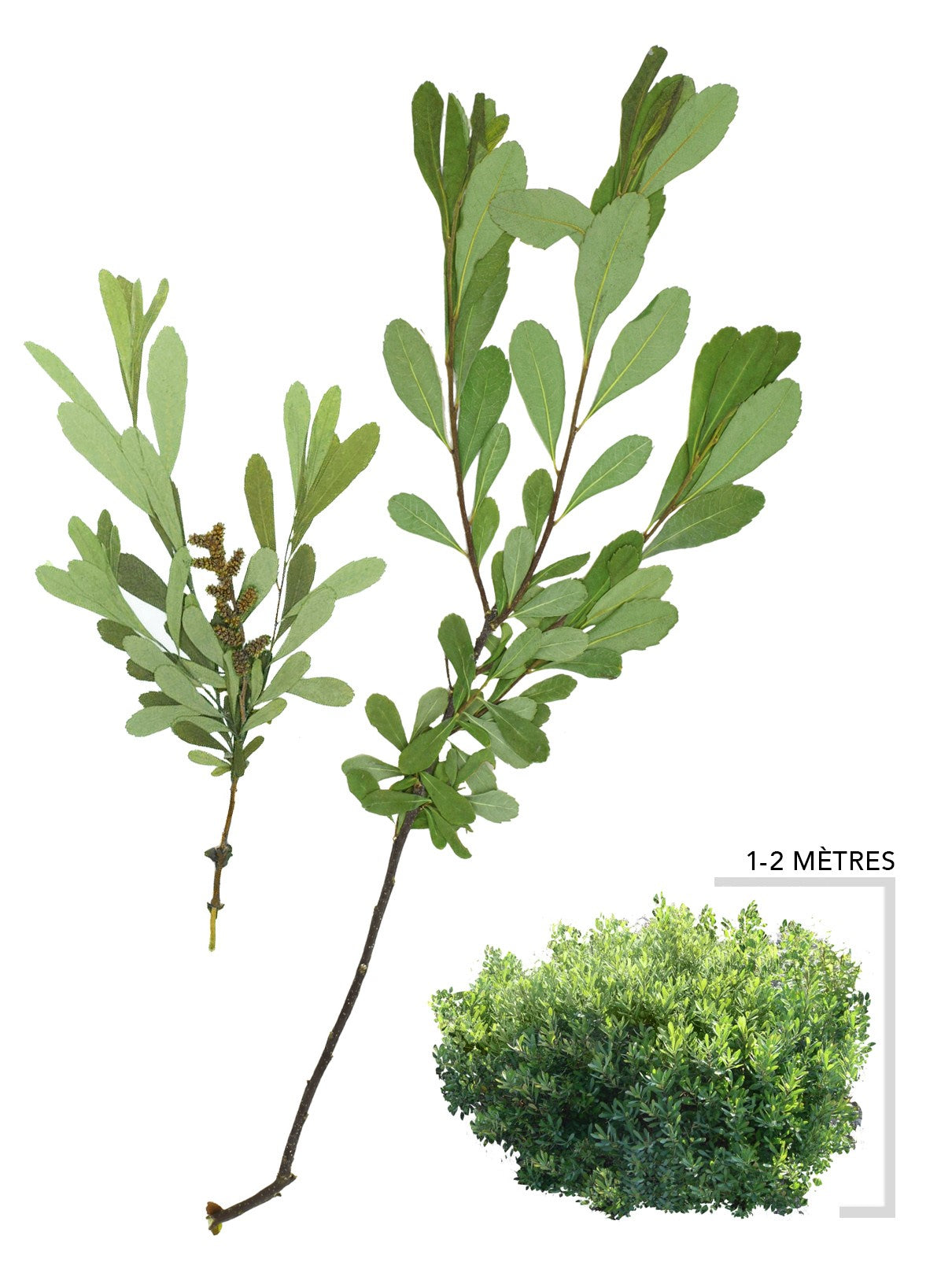 Illustration du myrique baumier