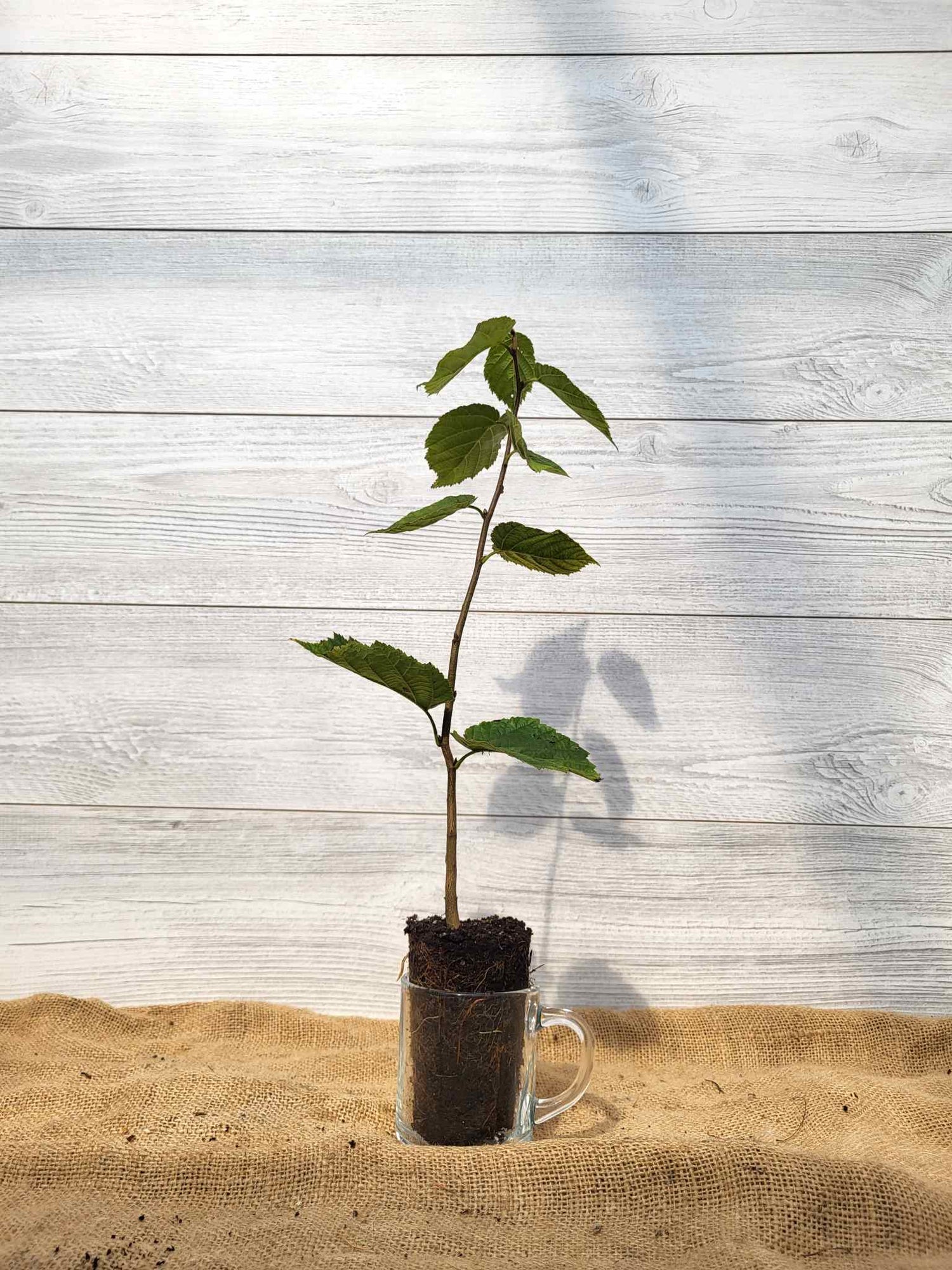 Noisetier à long bec ou Corylus cornuta