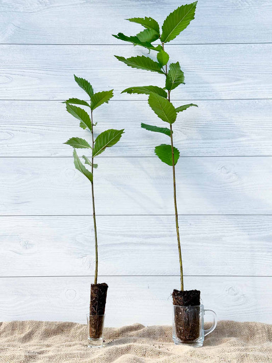 Arbres Orme d'Amérique