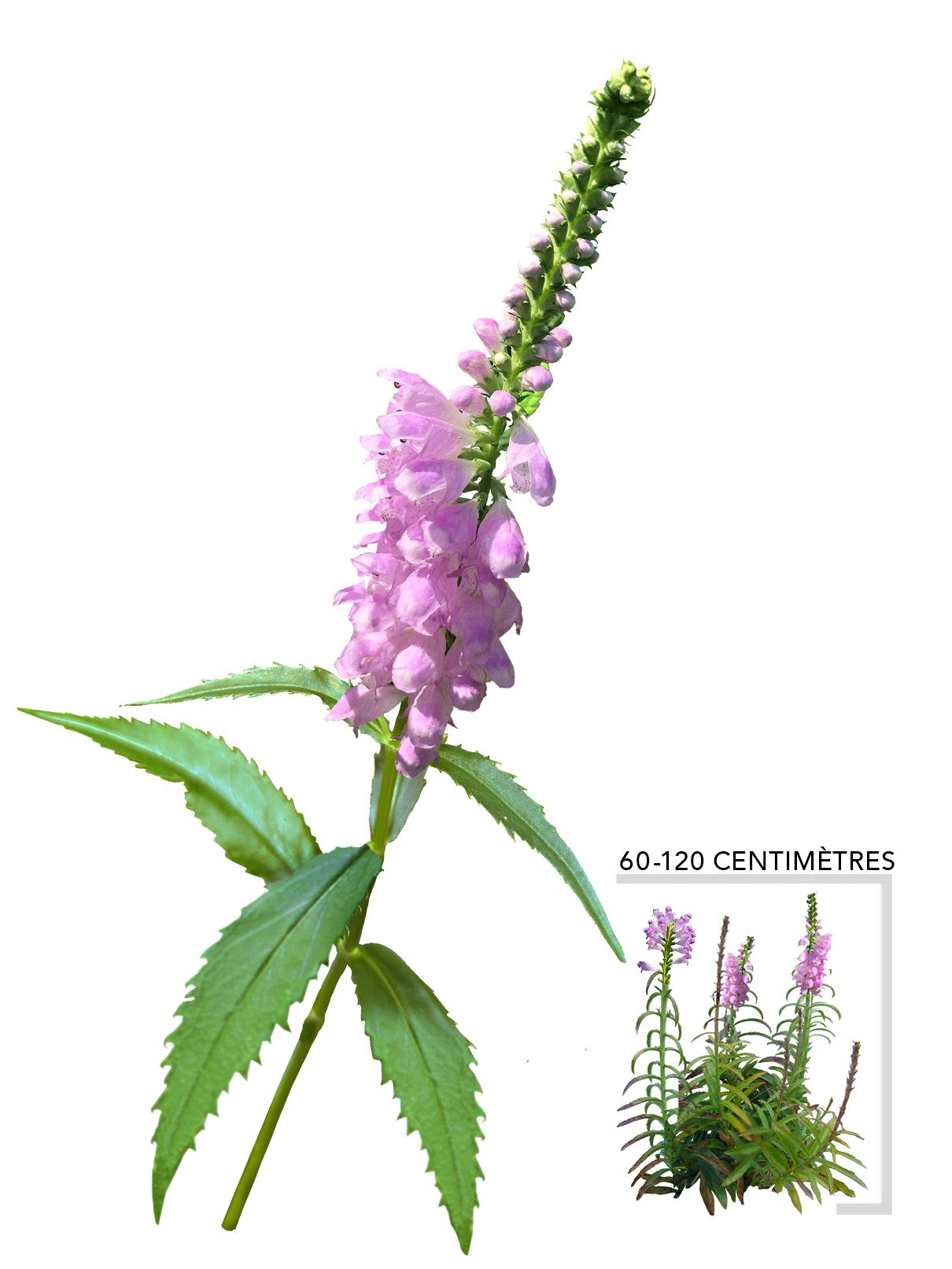 Physostegie de Virginie (Physostegia Virginiana)