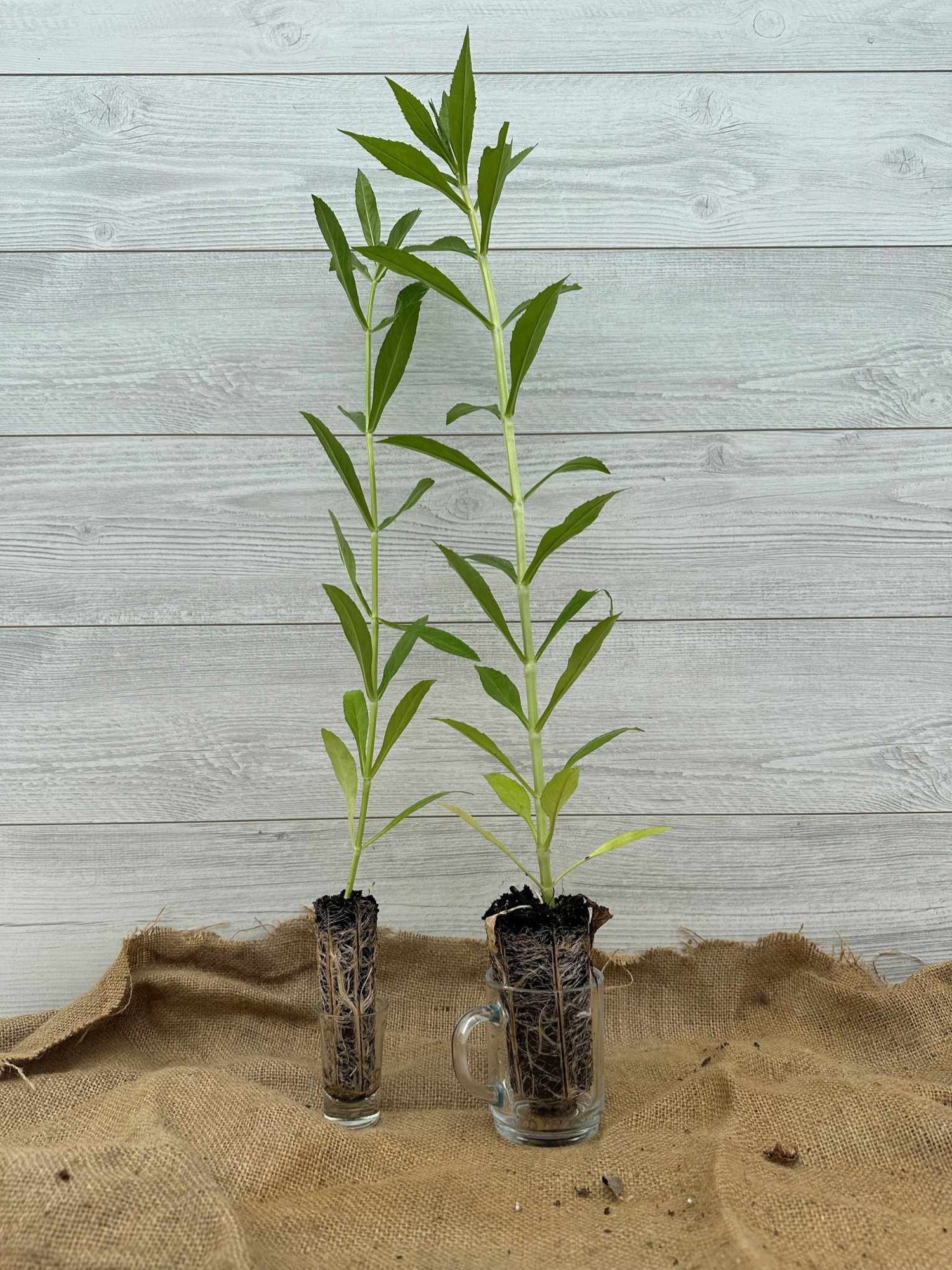 Plants de Physostegie de Virginie