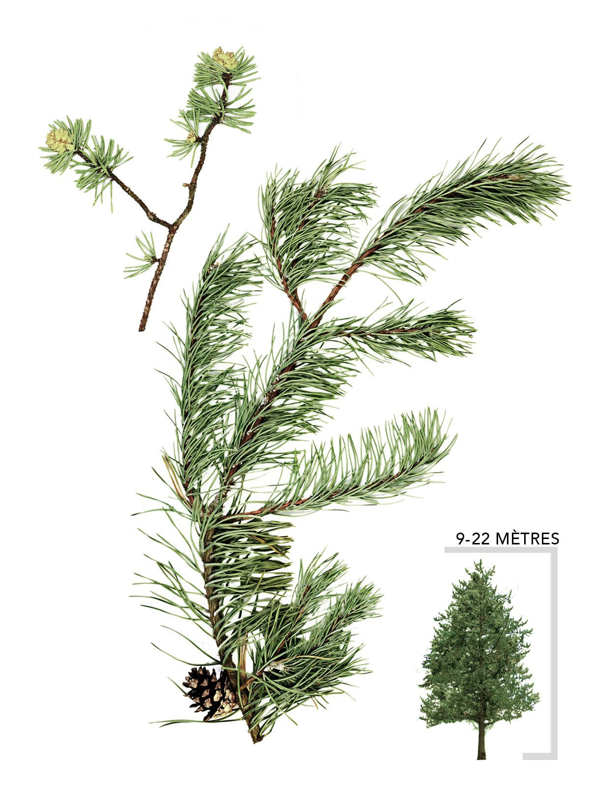 Illustration du pin gris