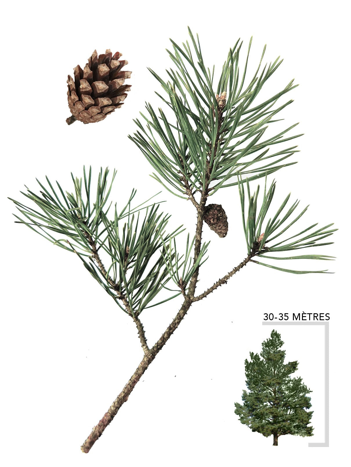 Illustration du pin sylvestre