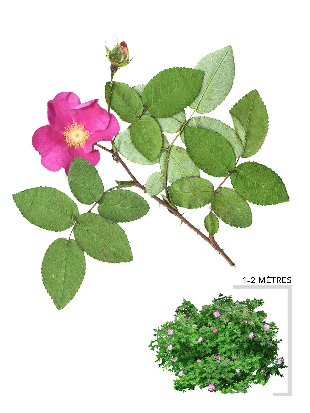 Rugosa rose