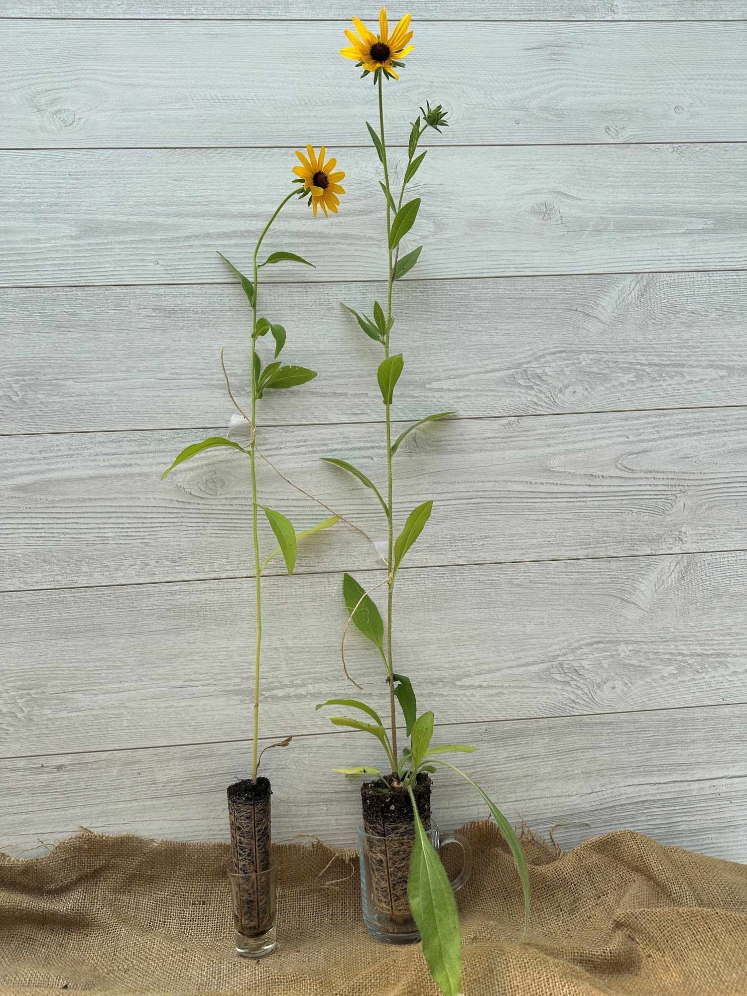 Plants de Rudbeckie Hérissée