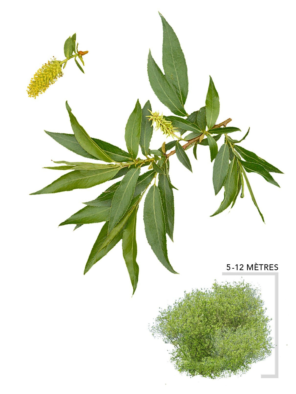 Illustration plant Saule brillant