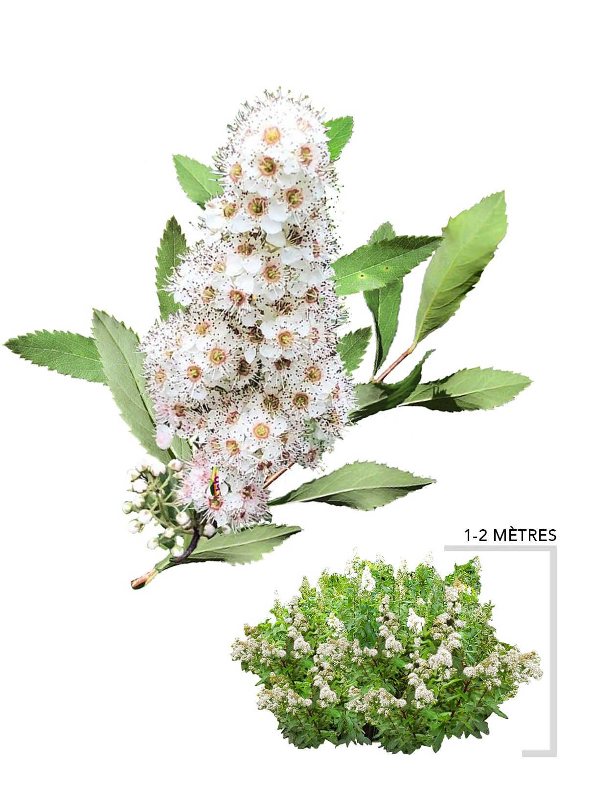 Illustration plant arbuste spirée blanche