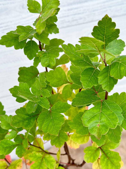 Feuilles Sumac aromatique