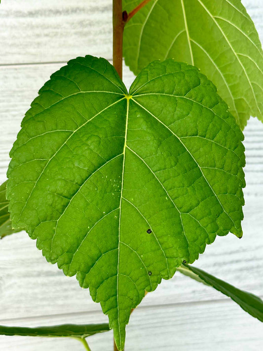 Feuillage Tilleul à petites feuilles