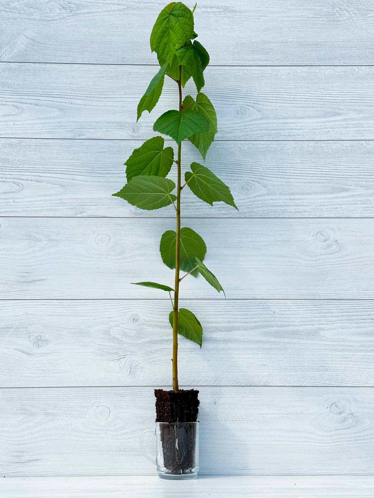 Photo du tilleul à petites feuilles