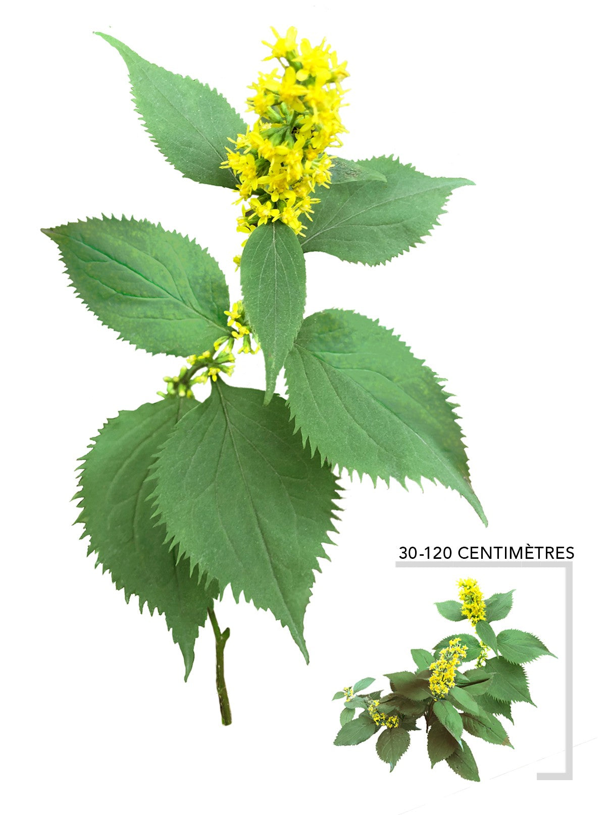 Verge d or a tiges zigzagantes (Solidago flexicaulis)