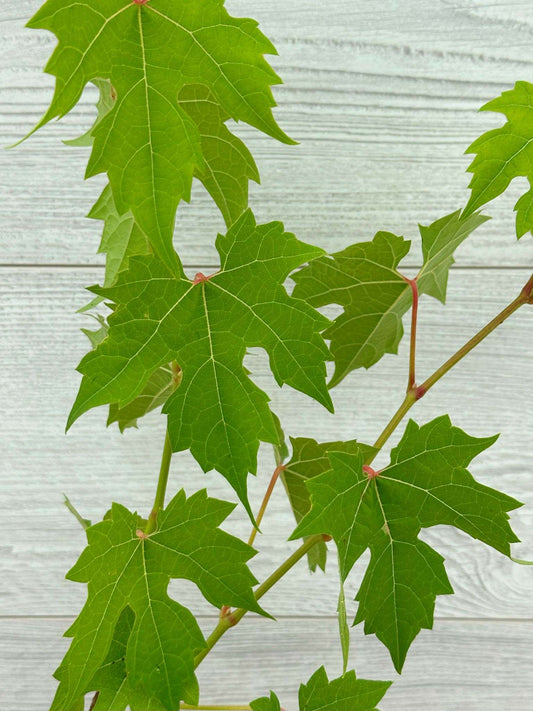 Feuillage de vigne sauvage