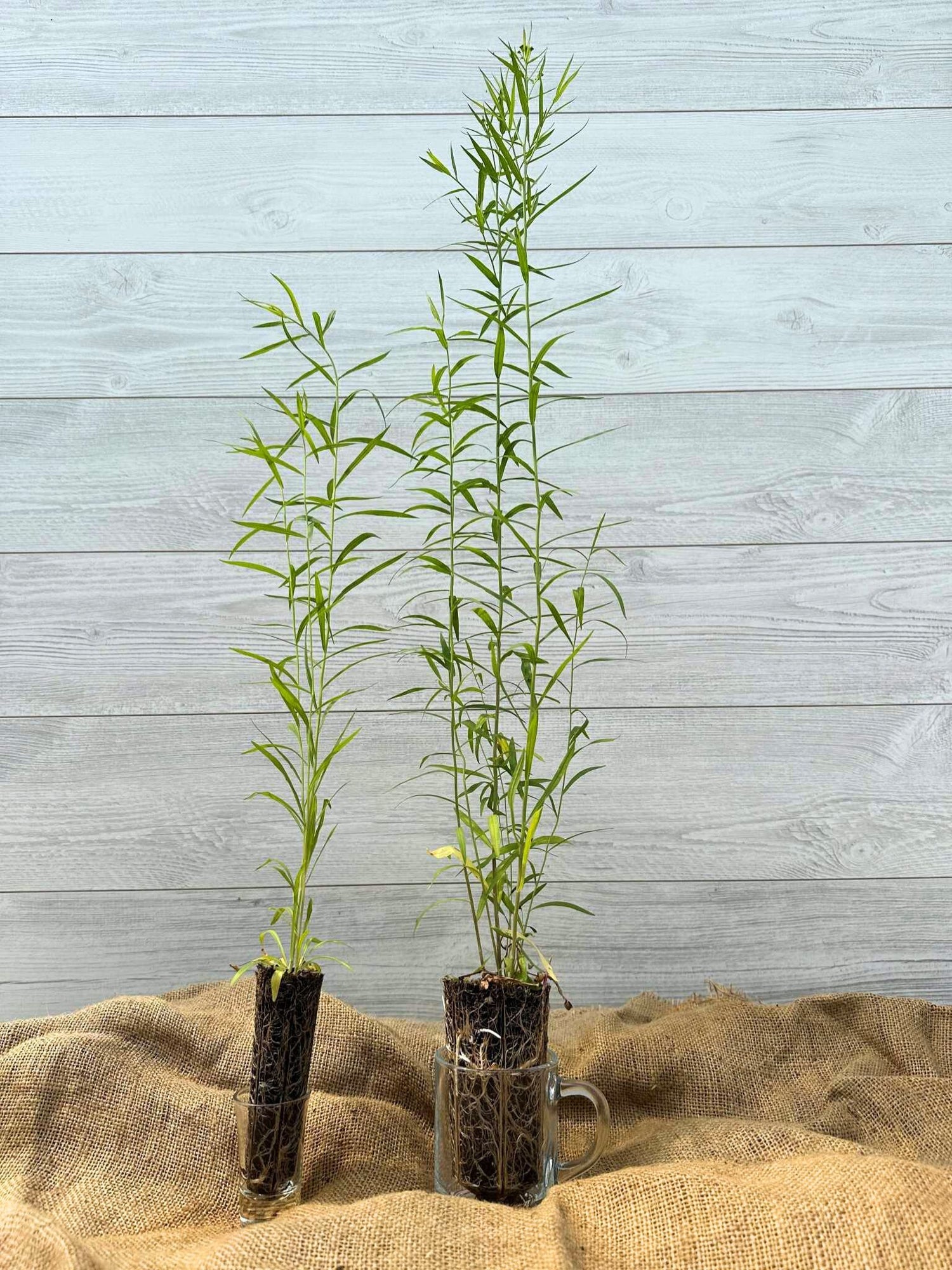 Plant de Verge d'Or à feuilles étroites