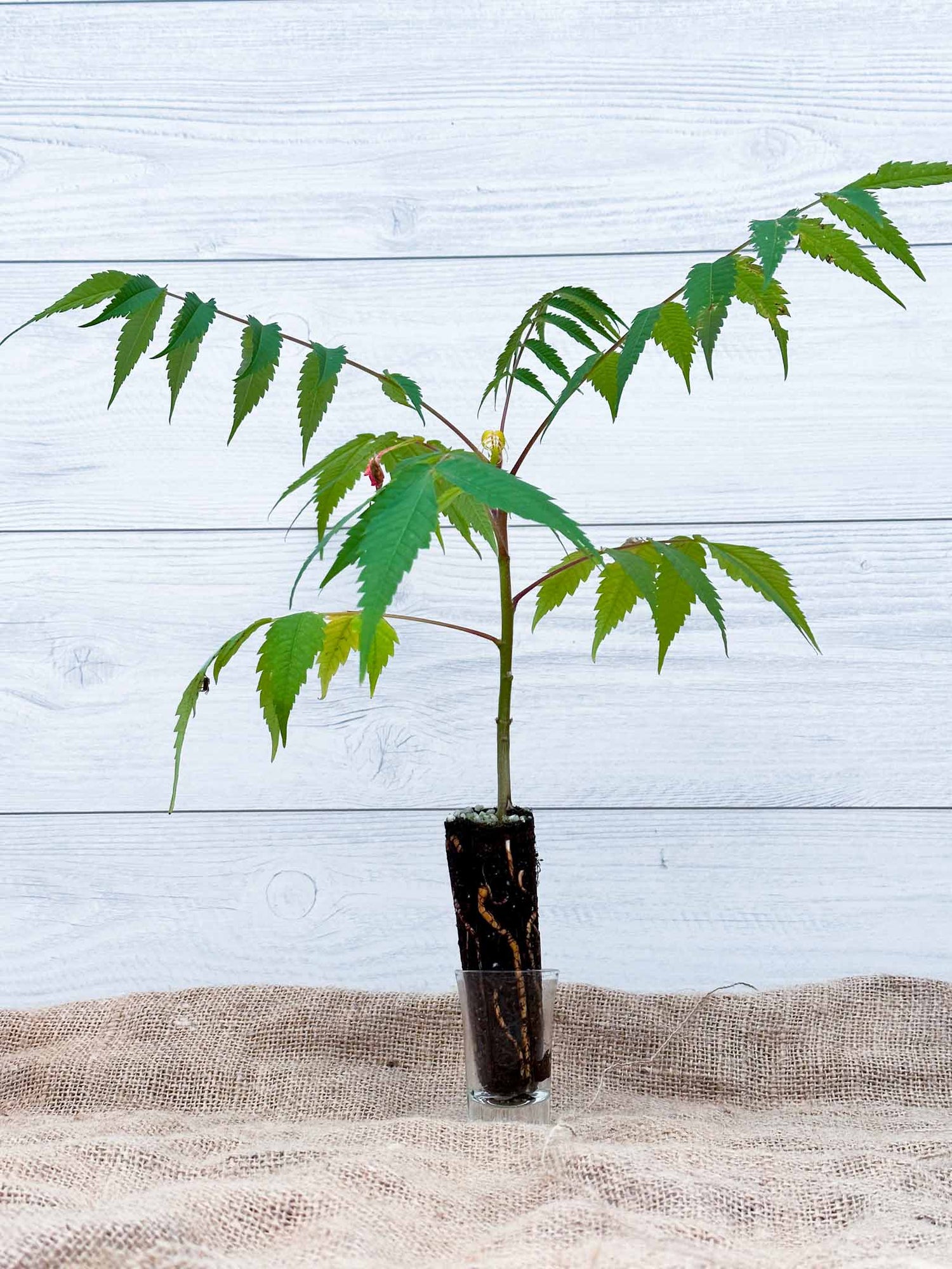 Photo du vinaigrier rhus typhina