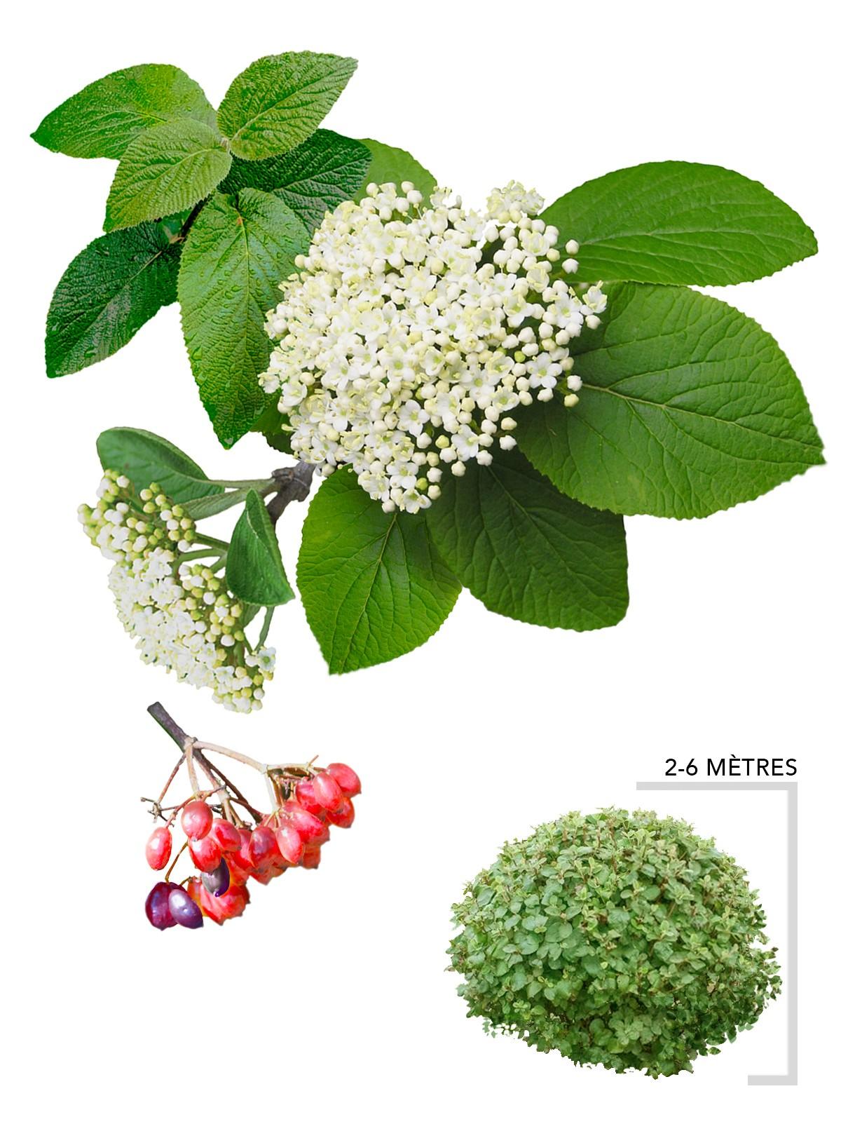 Illustration plant arbuste Viorne commune