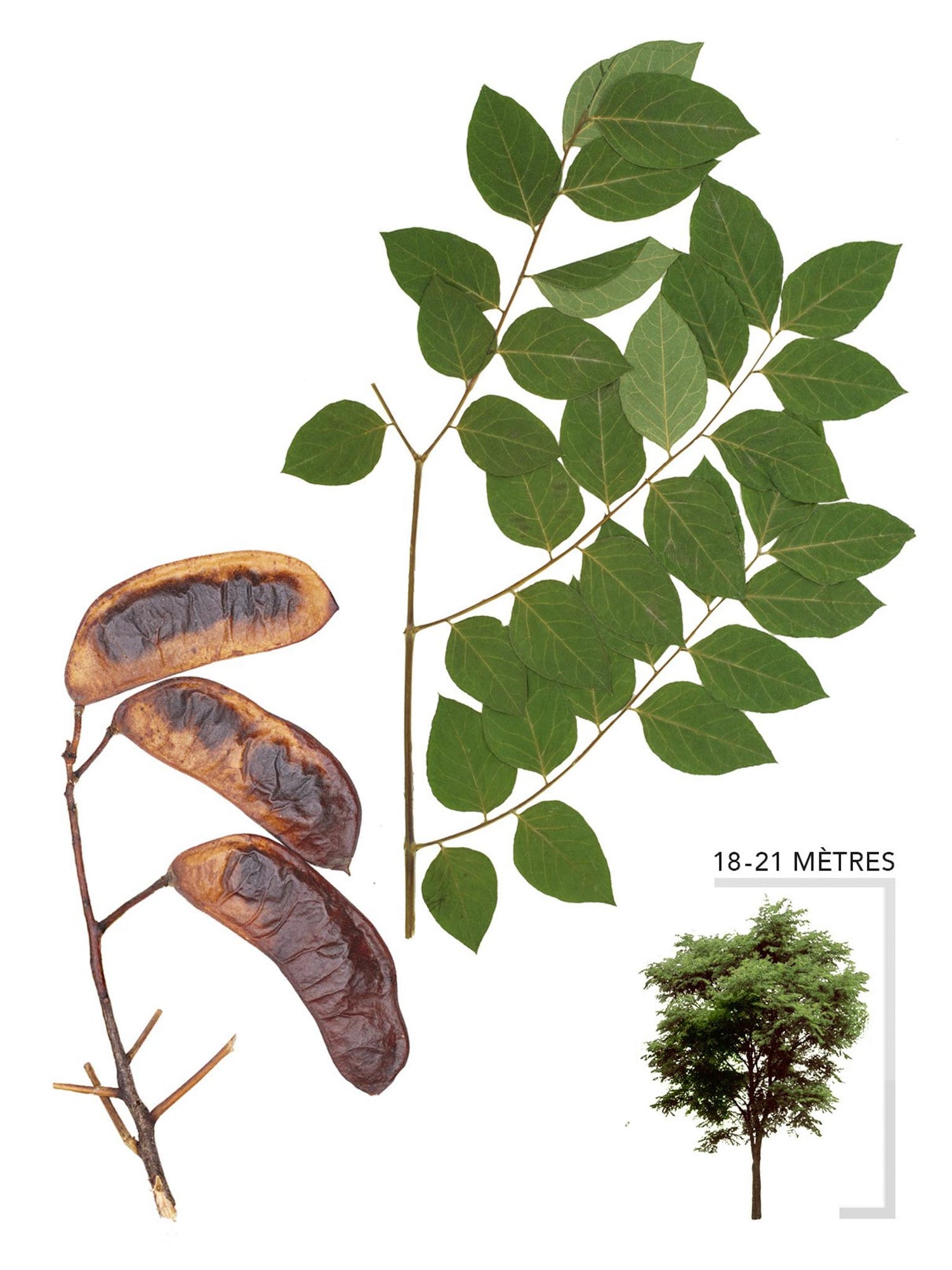 Chicot du Canada ou Gymnocladus dioicus Illustration