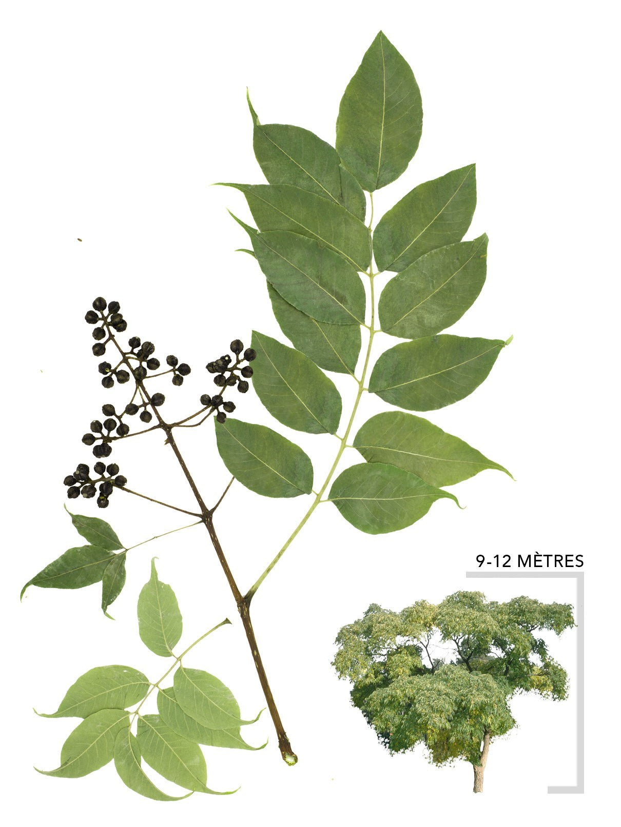 Illustration du phellodendron de l'amour