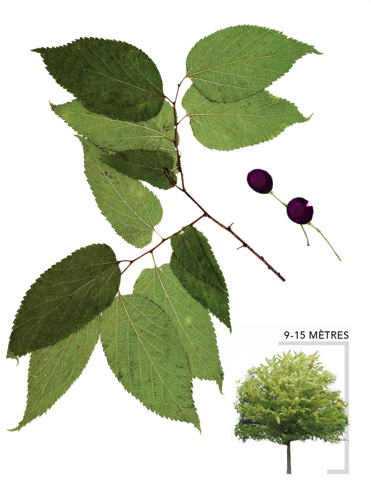 Micocoulier occidental ou Celtis occidentalis Illustration