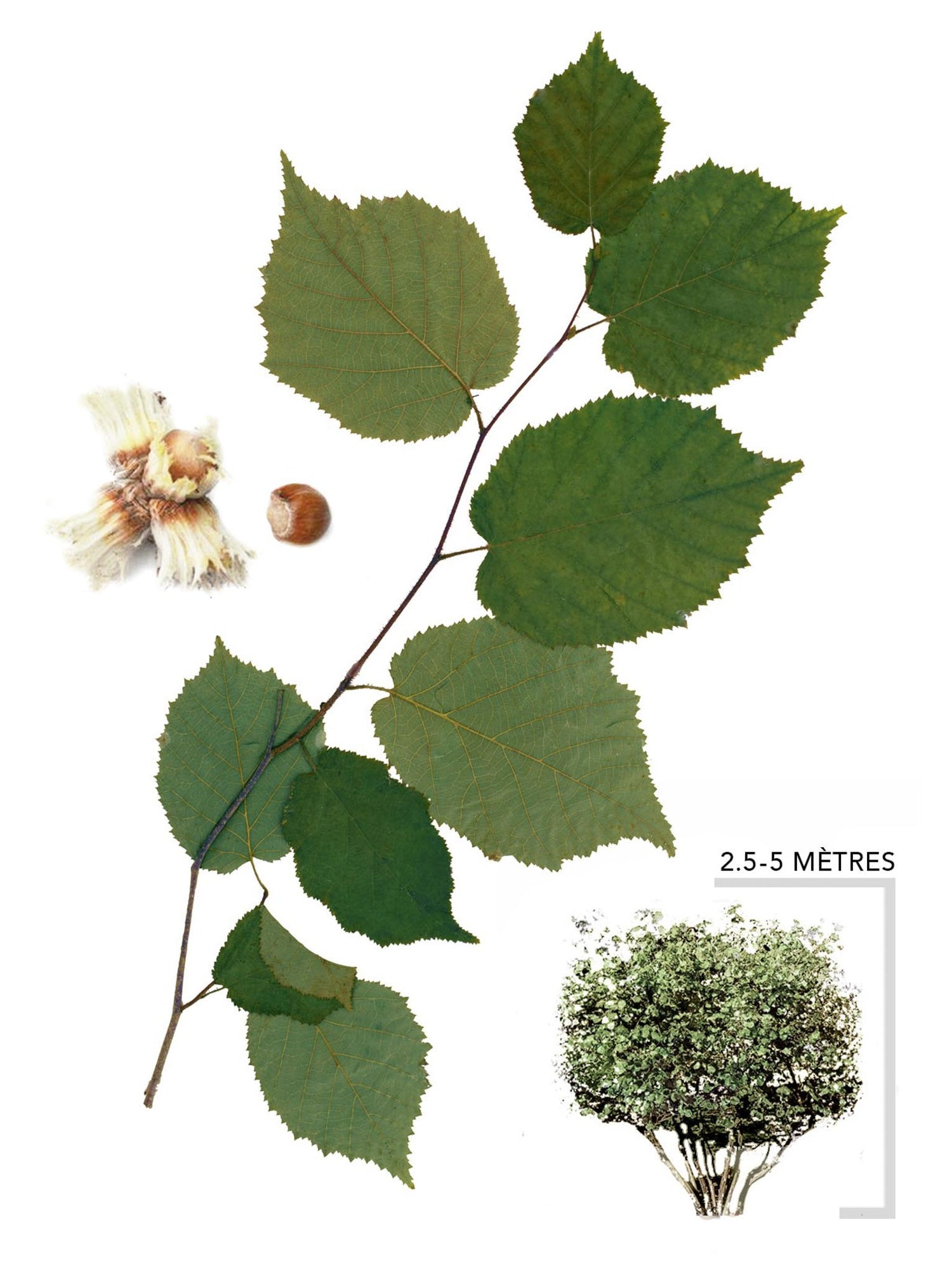 Illustration Noisetier Américain