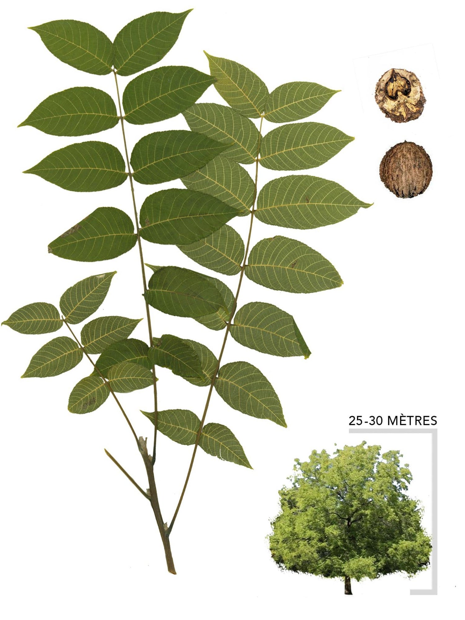 Noyer noir ou Juglans nigra Illustration