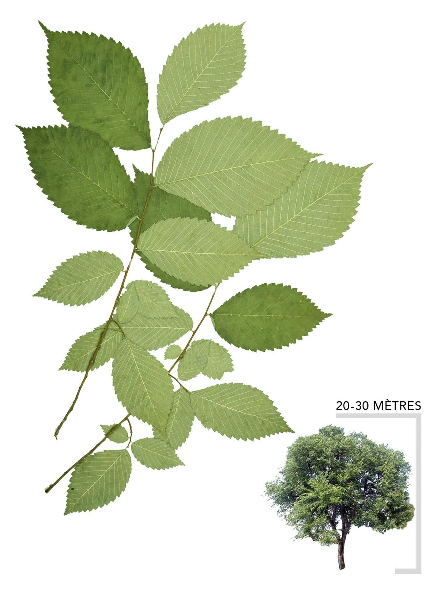 Orme d'amérique ou Ulmus americana Illustration