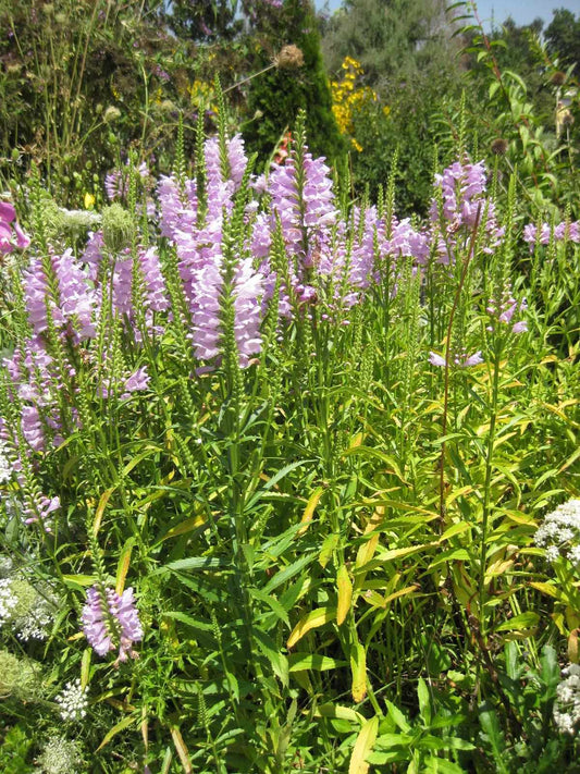 Physostegie de Virginie en fleurs