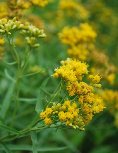 Verge d'Or à feuilles de graminée en fleurs