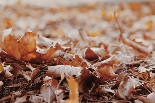 Peut-on planter en automne même si les conditions sont très sèches