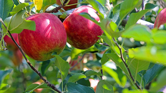 Pourquoi mon arbre fruitier ne fait-il pas de fruits?