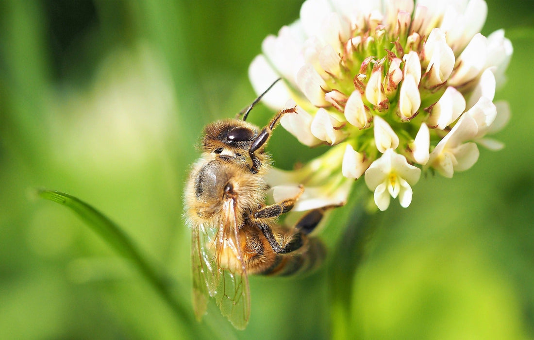 Abeille butineuse sur trèfle