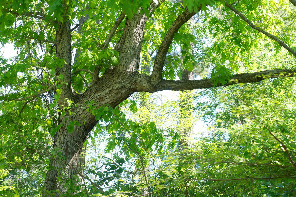 Why Plant Rare Native Trees in Quebec? – Arbresenligne