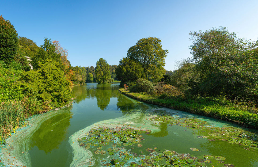 Comment lutter contre les algues bleu-vert ?