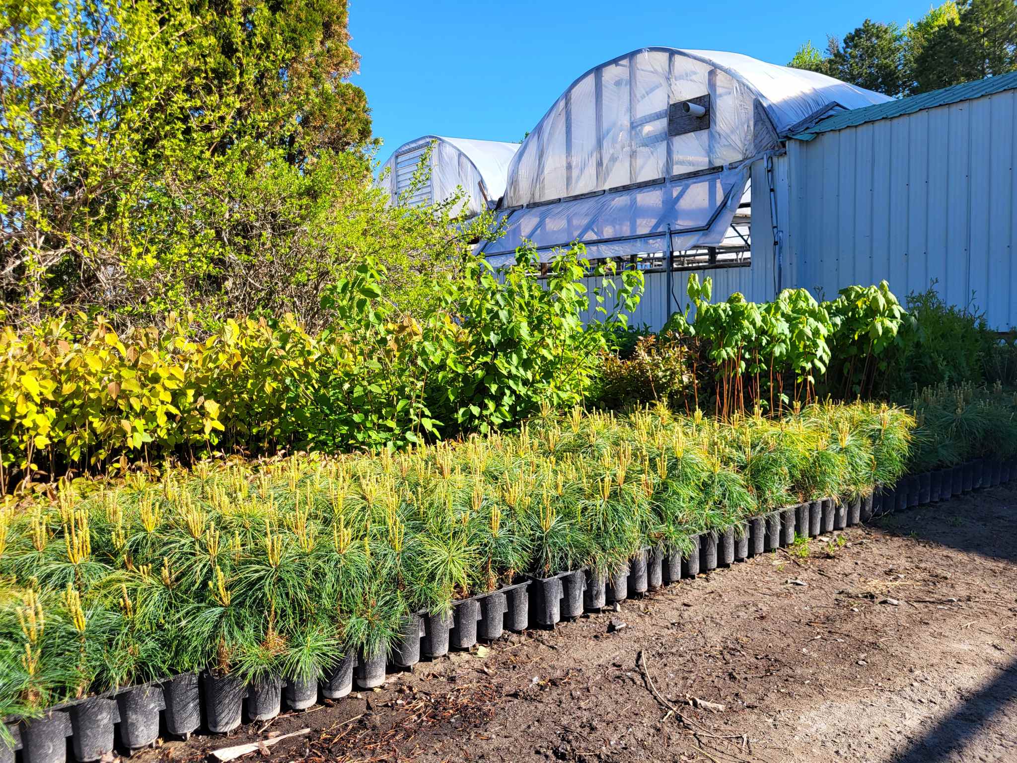 Small vs. Large Trees: Which Size Is Best for Your Project? – Arbresenligne