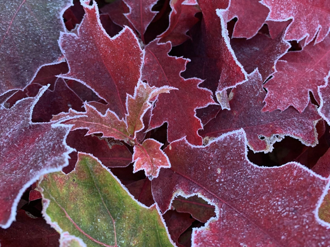 Conseils pour préparer un jeune arbre à passer son premier hiver au Québec